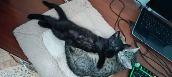 котята Макеевка