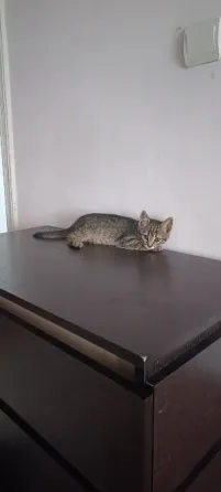 котята Макеевка