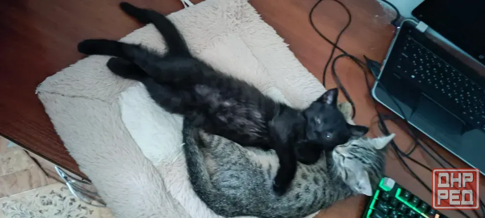 котята Макеевка - изображение 1