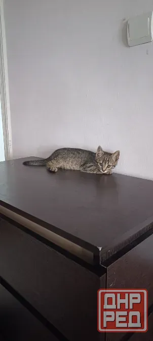 котята Макеевка - изображение 2