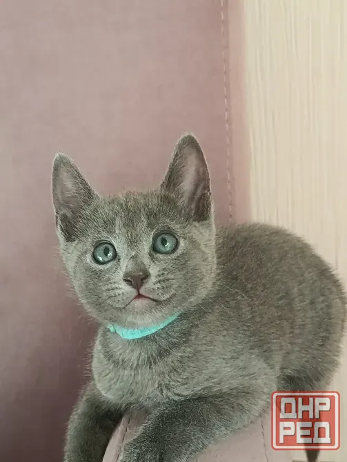 Котята племенного развития породы ,, русская голубая,, Ростов-на-Дону - изображение 1