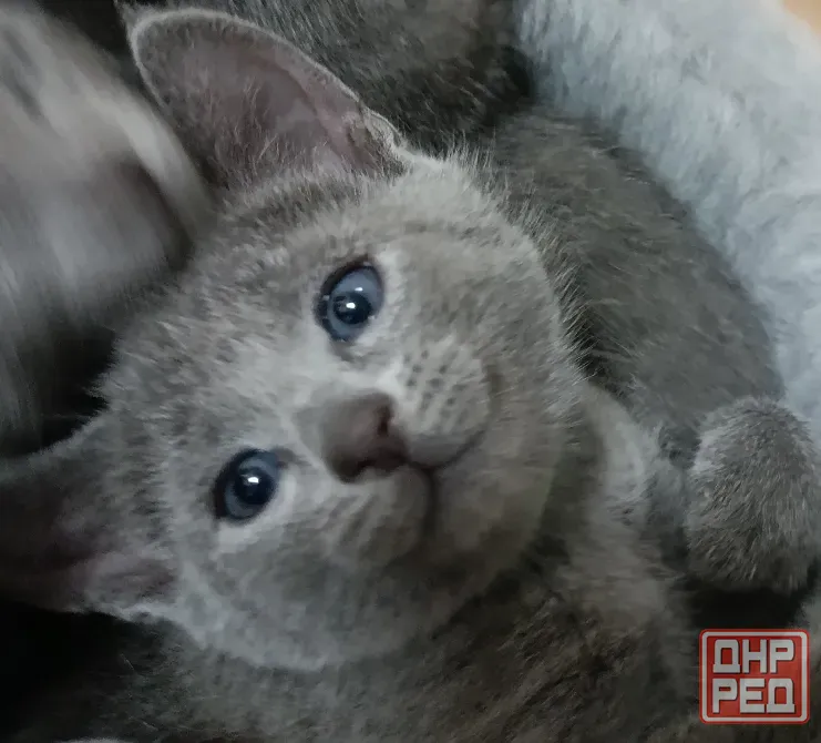 Котята племенного развития породы ,, русская голубая,, Ростов-на-Дону - изображение 5