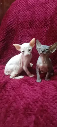 Сфинкс котята Донецк