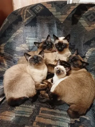 Котята тайские (меконгский бобтейл) Макеевка