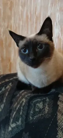 Бронь. Котята сиамские, тайские , меконгские бобтейлы. Макеевка