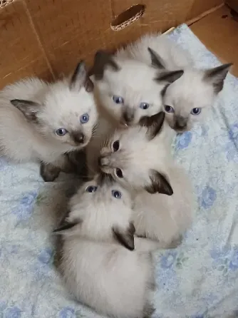 Бронь. Котята сиамские, тайские , меконгские бобтейлы. Макеевка