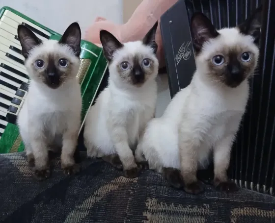 Котята тайские (меконгский бобтейл) Макеевка