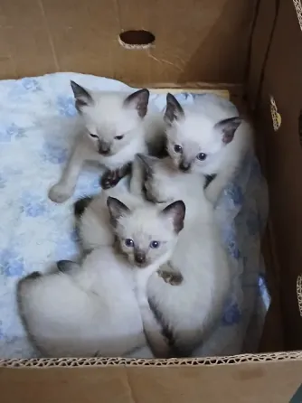 Бронь. Котята сиамские, тайские , меконгские бобтейлы. Макеевка