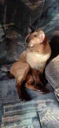 Бронь. Котята сиамские, тайские , меконгские бобтейлы. Макеевка