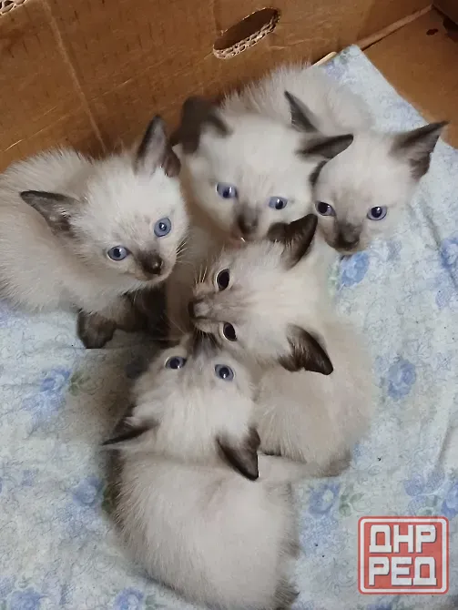 Продажа .Котята сиамские, тайские , меконгские бобтейлы. Макеевка - изображение 1