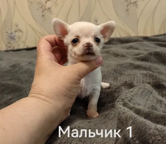 Щенки чихуахуа. Донецк