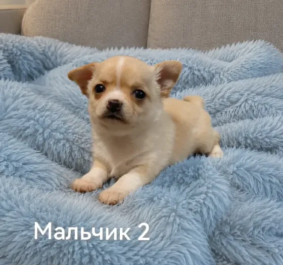 Щенки чихуахуа. Донецк