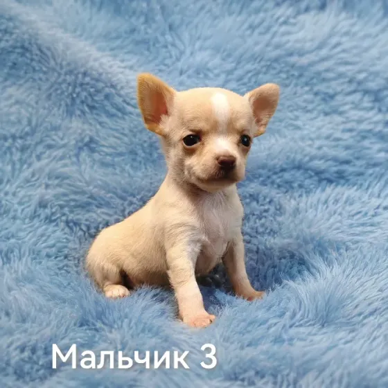 Щенки чихуахуа. Донецк