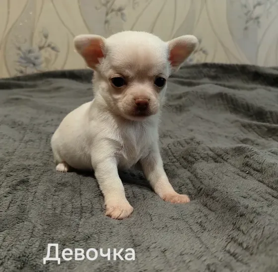 Щенки чихуахуа. Донецк