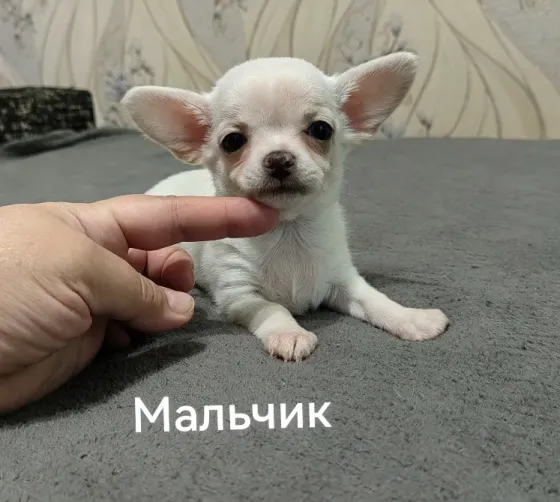 Щенки чихуахуа. Донецк