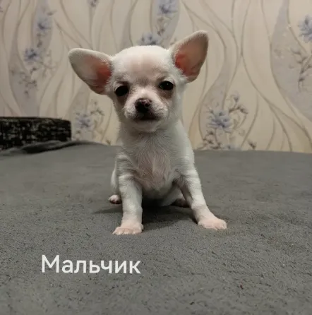 Щенки чихуахуа. Донецк