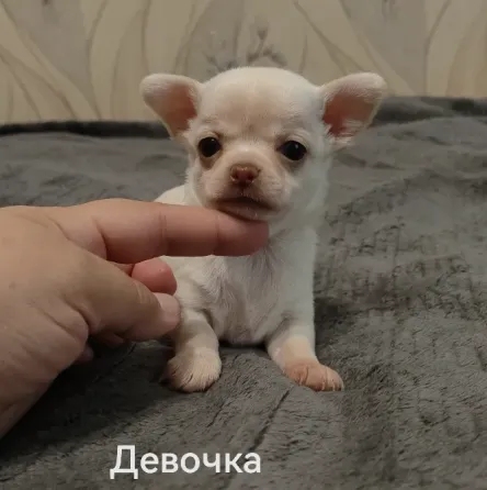 Щенки чихуахуа. Донецк