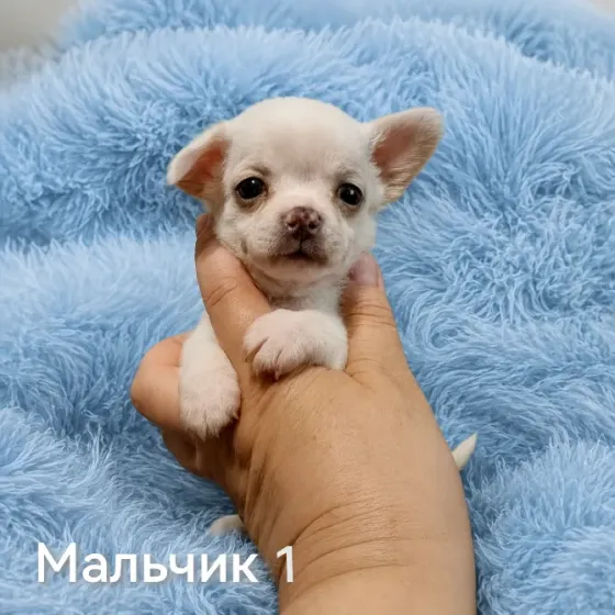 Щенки чихуахуа. Донецк