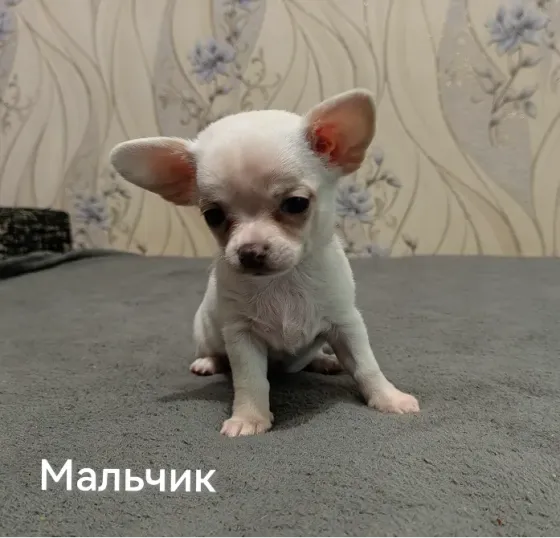 Щенки чихуахуа. Донецк