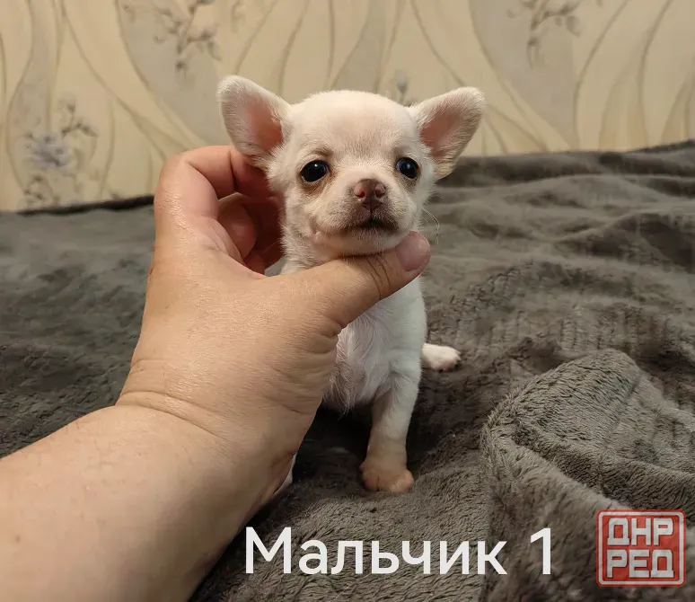 Щенки чихуахуа. Донецк - изображение 6