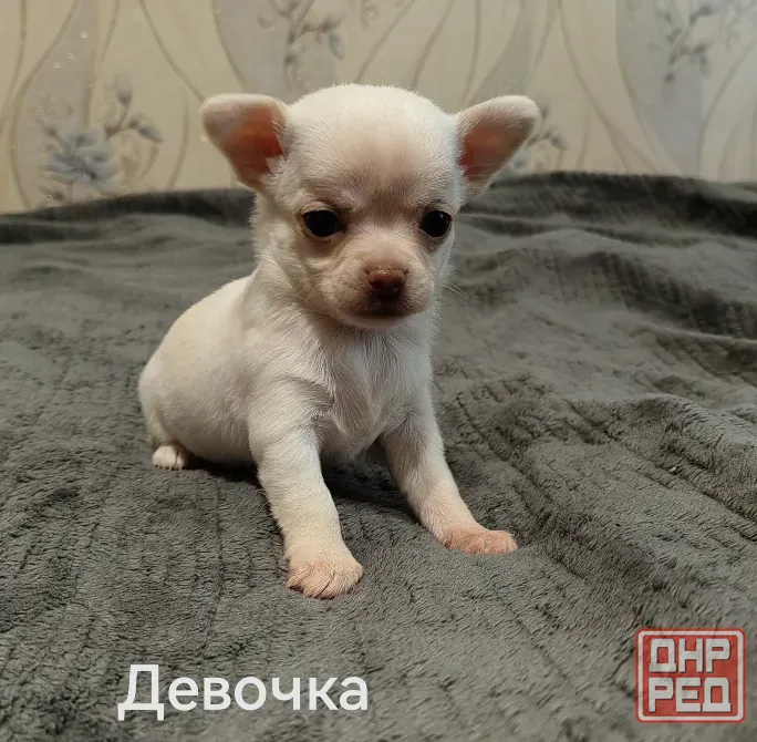 Щенки чихуахуа. Донецк - изображение 5
