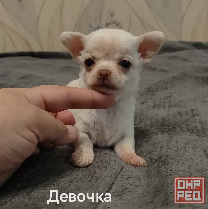 Щенки чихуахуа. Донецк - изображение 4