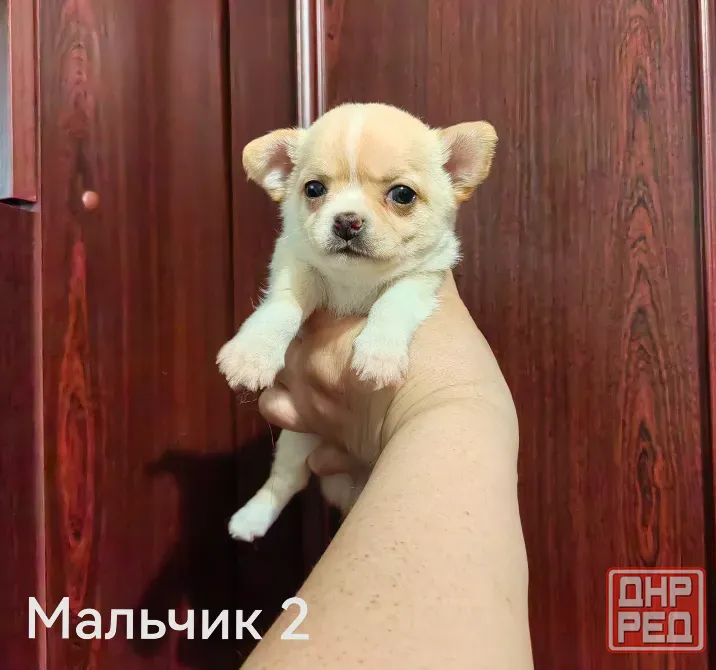 Щенки чихуахуа. Донецк - изображение 8