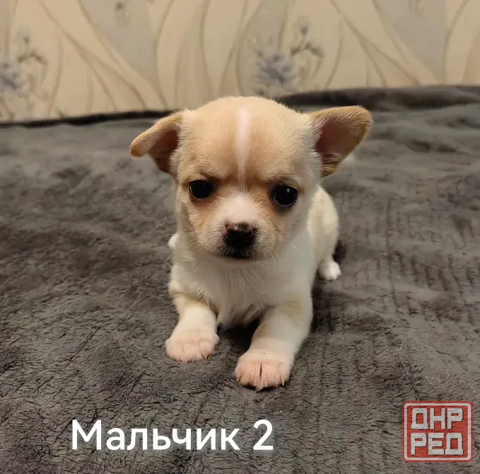 Щенки чихуахуа. Донецк - изображение 7