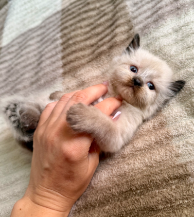 Шотландские котята Донецк