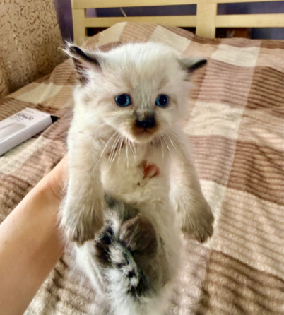 Шотландские котята Донецк
