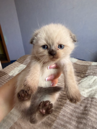 Шотландские котята Донецк