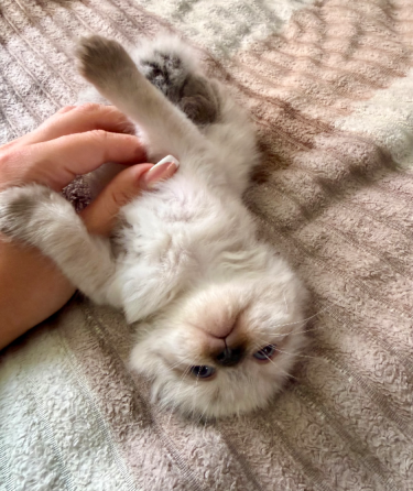 Шотландские котята Донецк