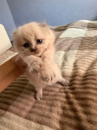 Шотландские котята Донецк