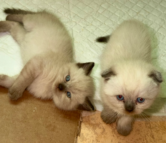 Шотландские котята Донецк