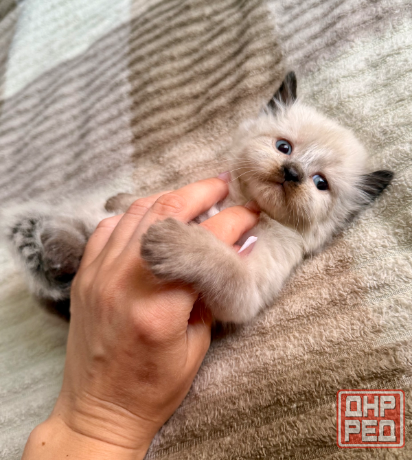 Шотландские котята Донецк - изображение 3