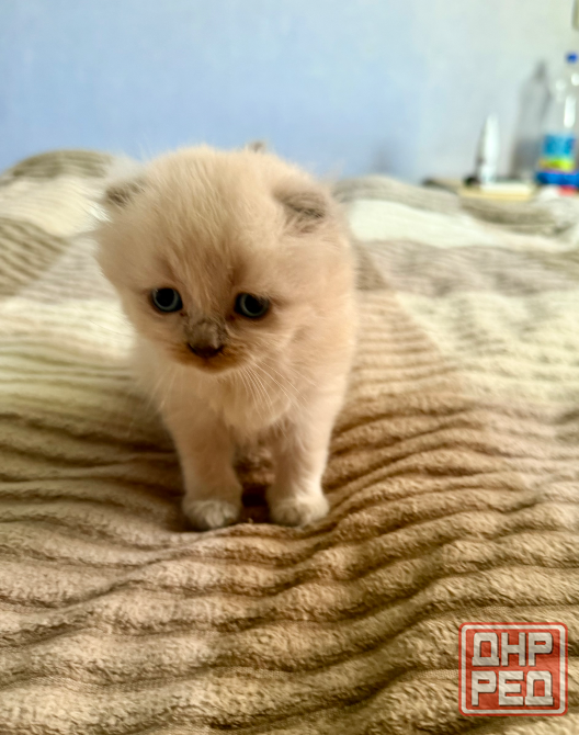 Шотландские котята Донецк - изображение 7