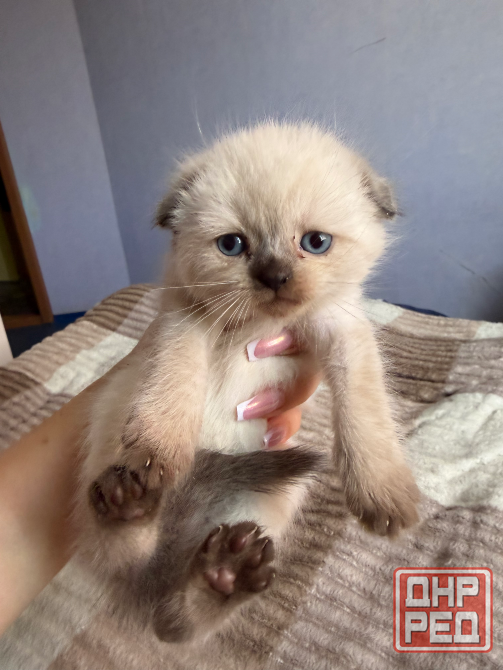 Шотландские котята Донецк - изображение 1
