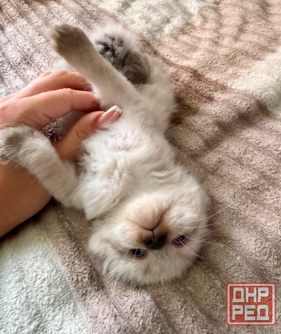 Шотландские котята Донецк - изображение 6