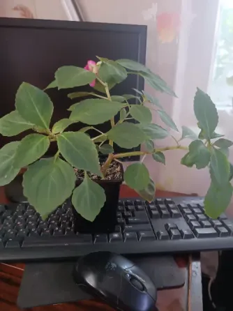 Бальзамин Малина со сливками Донецк