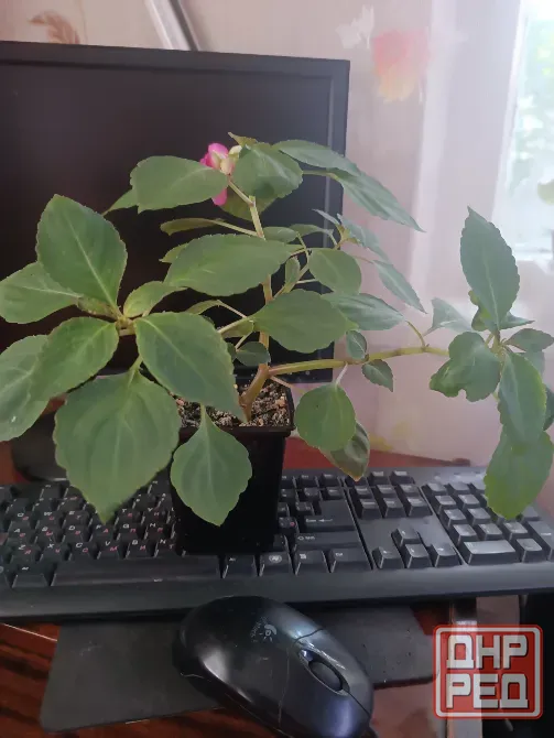 Бальзамин Малина со сливками Донецк - изображение 2
