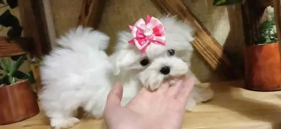 Мальтезе Донецк