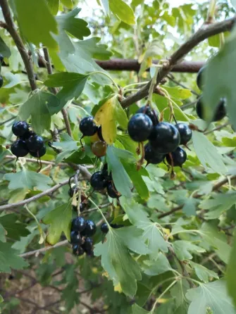 Черная смородина (Ешта) ягоды Мариуполь