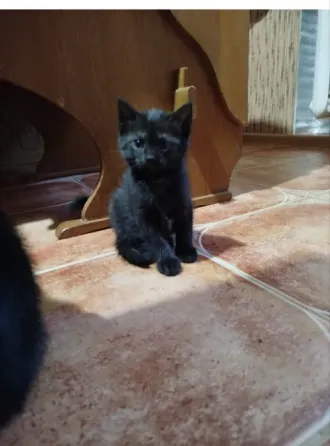 Продается черная кошечка Донецк