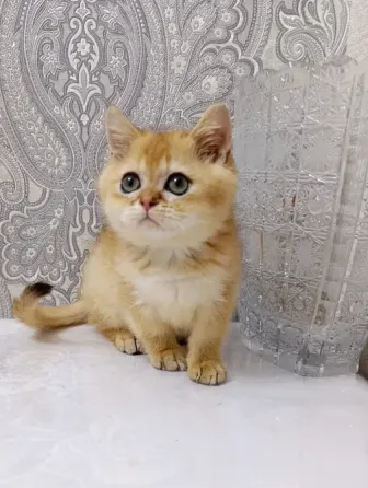 Британский Мальчик Макеевка