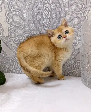 Британский Мальчик Макеевка