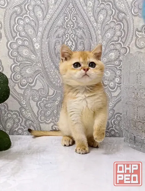 Британский Мальчик Макеевка - изображение 7
