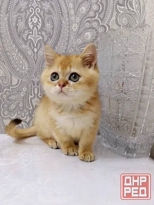 Британский Мальчик Макеевка - изображение 3