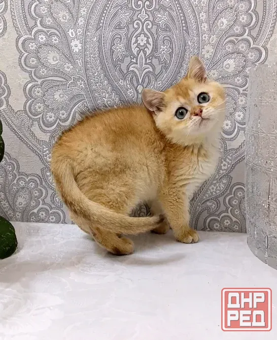 Британский Мальчик Макеевка - изображение 1