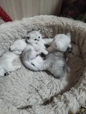 Продажа котят Донецк