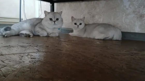 Продажа котят Донецк